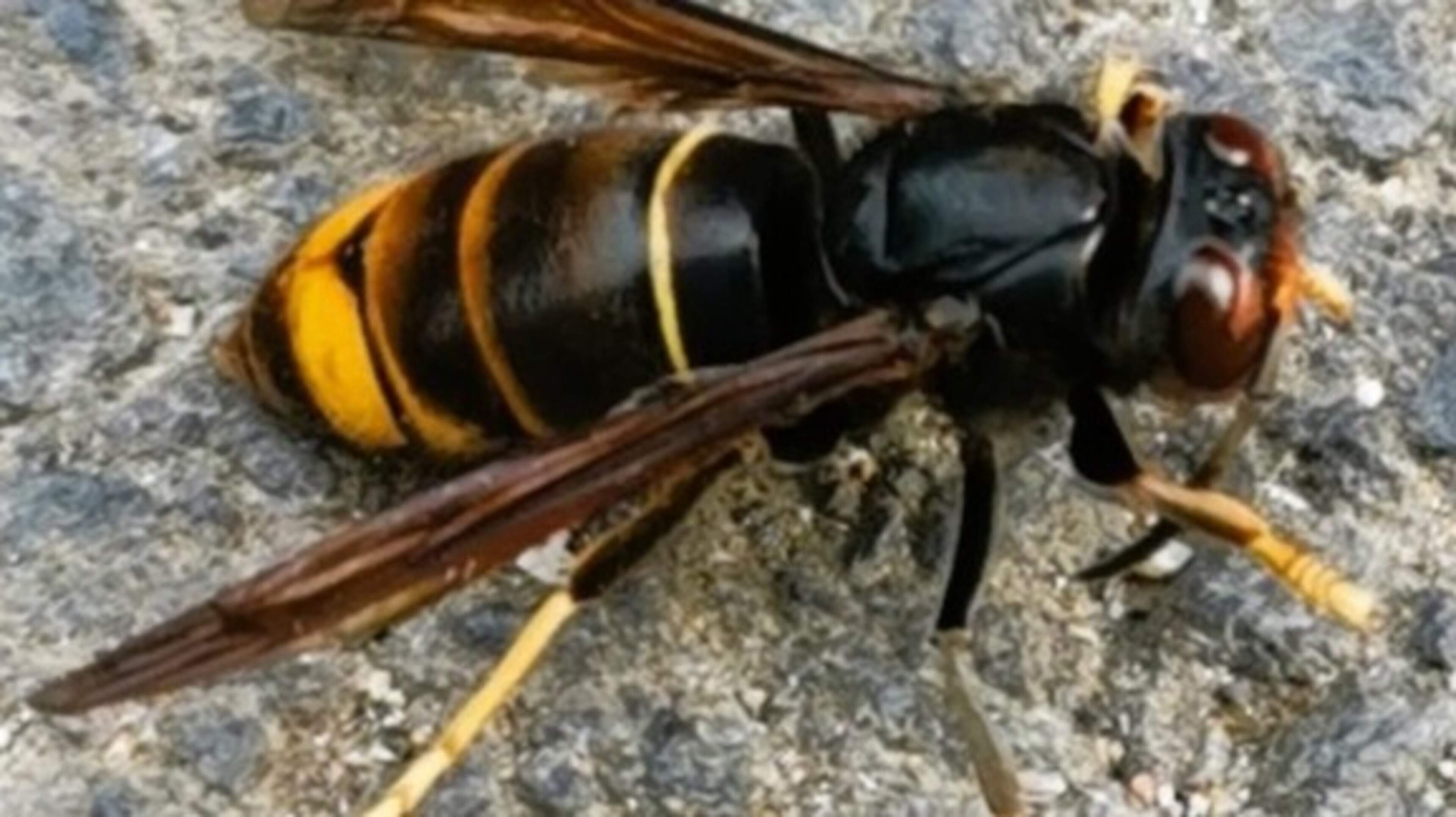 Major hunt underway in Cork for suspected Asian Hornet nest